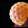 Как происходит прикрепление эмбриона к матке?