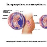 Расшифровка УЗИ на 12-й недели беременности: пол и размер плода