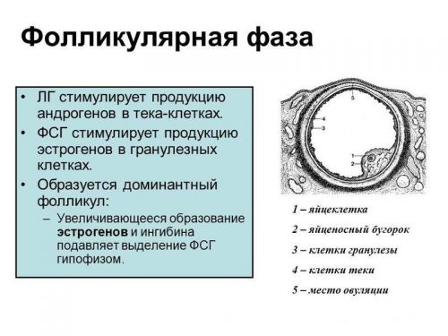 Фолликулярная активность. Ранняя фолликулярная фаза. Фолликулярная фаза менструального цикла. Примордиальный фолликул состоит из. Фолликулярная активность.